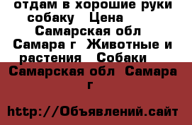 отдам в хорошие руки собаку › Цена ­ 10 - Самарская обл., Самара г. Животные и растения » Собаки   . Самарская обл.,Самара г.